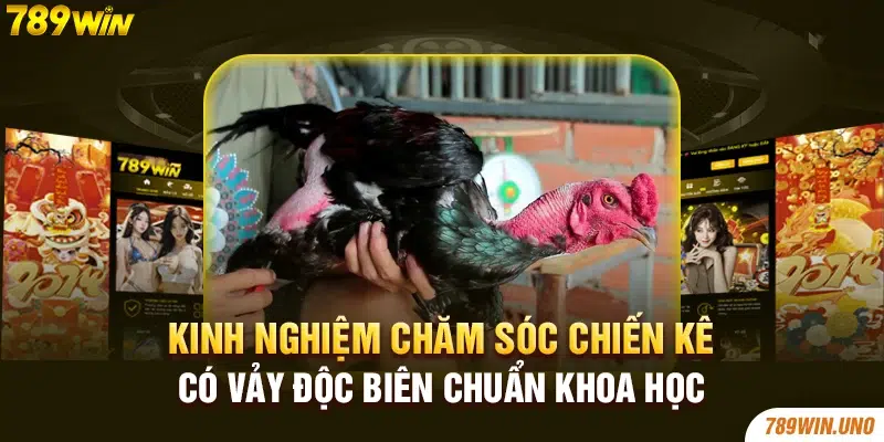 Kinh nghiệm chăm sóc chiến kê có vảy Độc Biên chuẩn khoa học