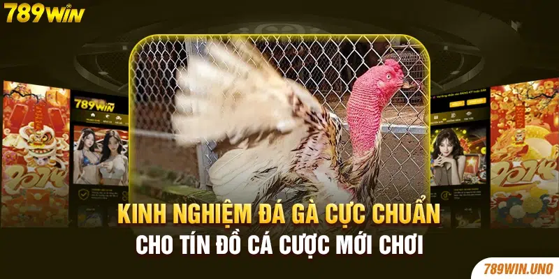 Kinh nghiệm đá gà cực chuẩn cho tín đồ cá cược mới chơi