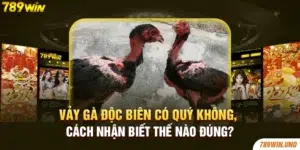 Vảy Gà Độc Biên Có Quý Không, Cách Nhận Biết Thế Nào Đúng?