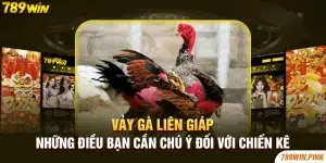 Vảy Gà Liên Giáp – Những Điều Bạn Cần Chú Ý Đối Với Chiến Kê