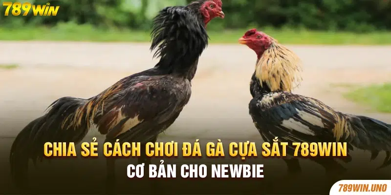 Chia sẻ cách chơi đá gà cựa sắt 789win cơ bản cho newbie