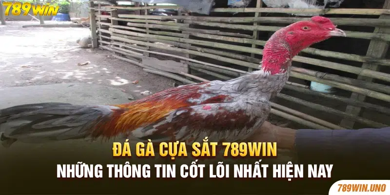 Đá Gà Cựa Sắt 789win - Những Thông Tin Cốt Lõi Nhất Hiện Nay