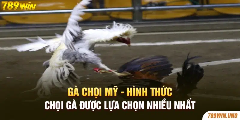 Gà chọi Mỹ - Hình thức chọi gà được lựa chọn nhiều nhất