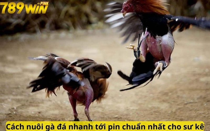 Cách nuôi gà đá nhanh tới pin chuẩn nhất cho sư kê